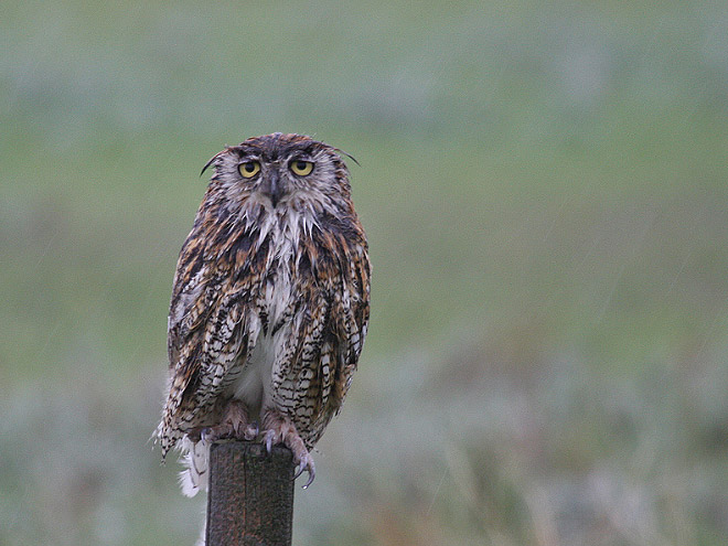 Wet owls are hilariously grumpy.