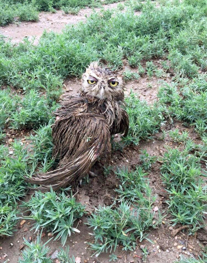 Wet owls are hilariously grumpy.