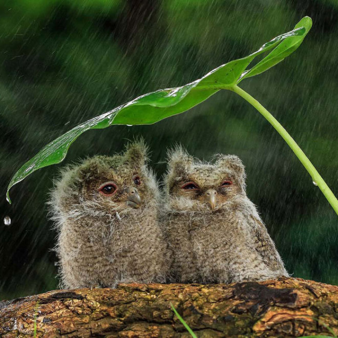 Wet owls are hilariously grumpy.