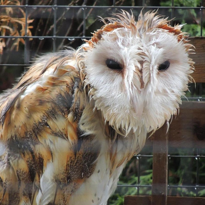 Wet owls are hilariously grumpy.