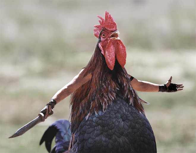 Birds with human arms are fun to look at.