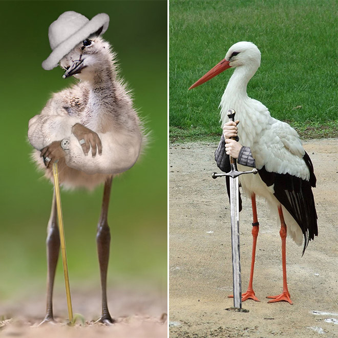 Birds with human arms are fun to look at.