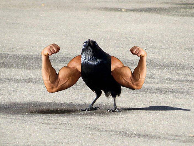 Birds with human arms are fun to look at.