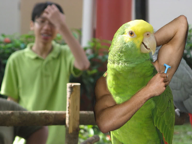 Birds with human arms are fun to look at.