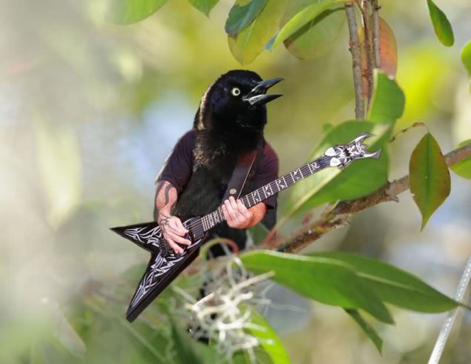 Birds with human arms are fun to look at.