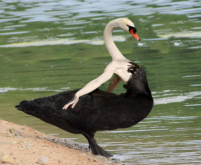 Birds with human arms are fun to look at.