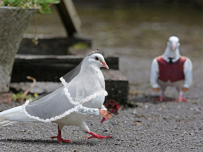 Birds with human arms are fun to look at.