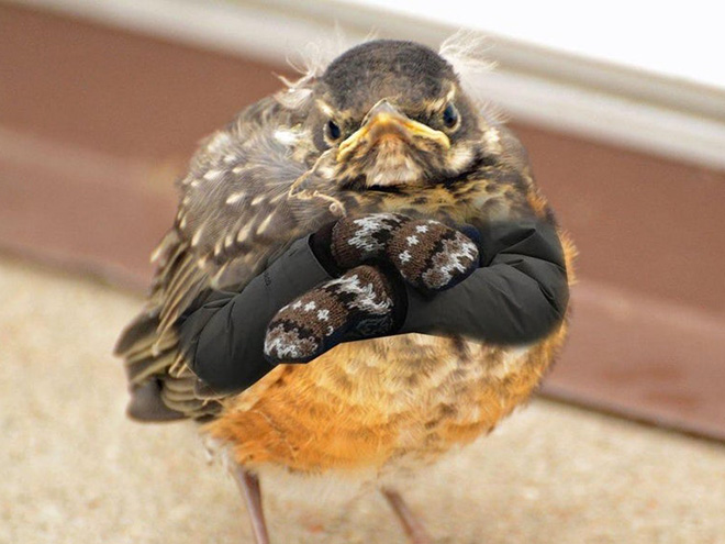 Birds with human arms are fun to look at.