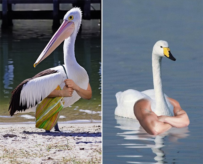 Birds with human arms are fun to look at.