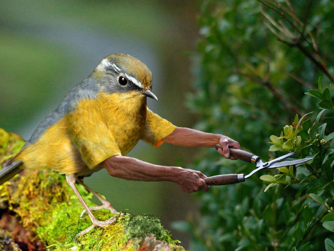 Birds with human arms are fun to look at.