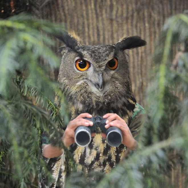 Birds with human arms are fun to look at.