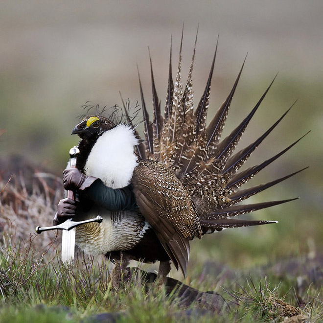 Birds with human arms are fun to look at.