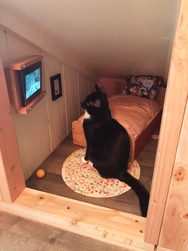 Cat watching TV in his bedroom.