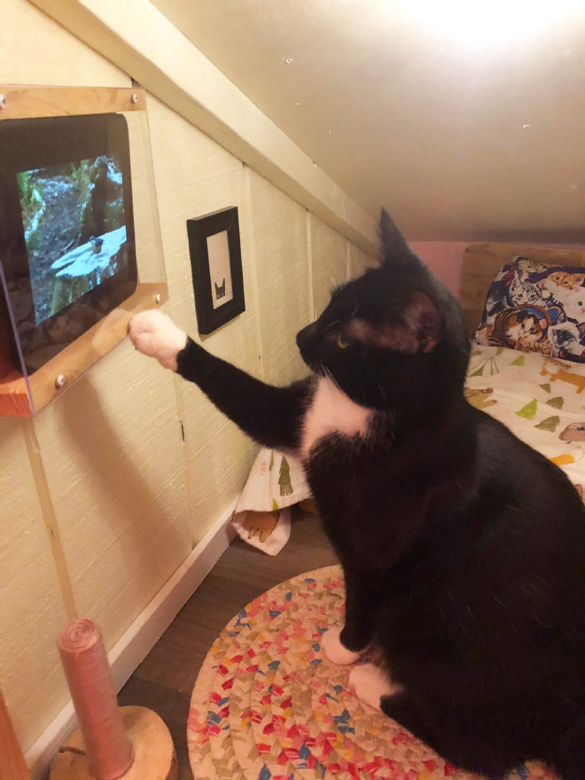This cat loves watching TV.