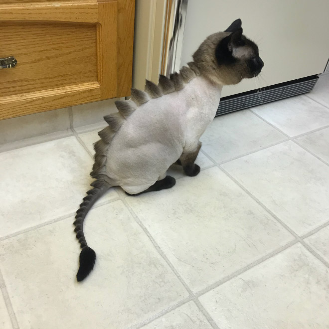 Cat mohawk.