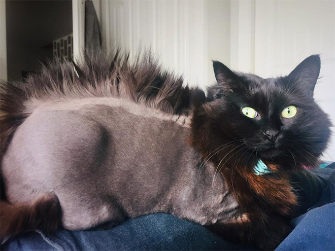 Cat mohawk.