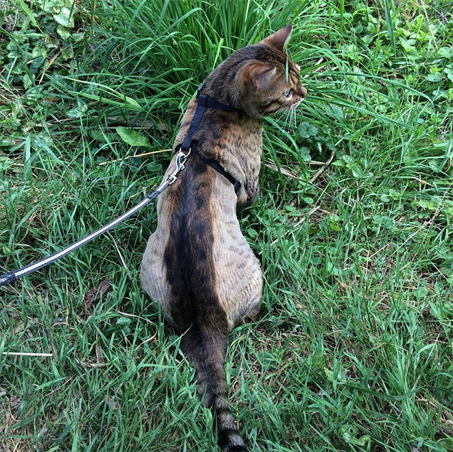 Cat mohawk.