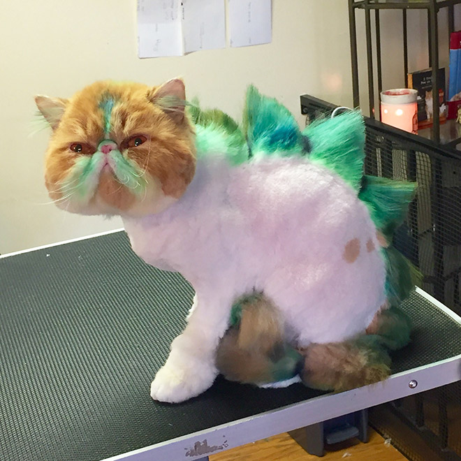 Cat mohawk.