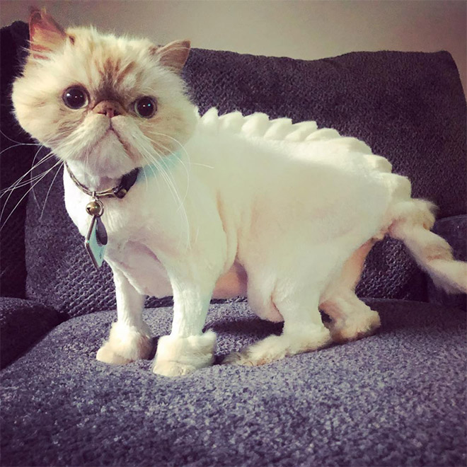 Cat mohawk.