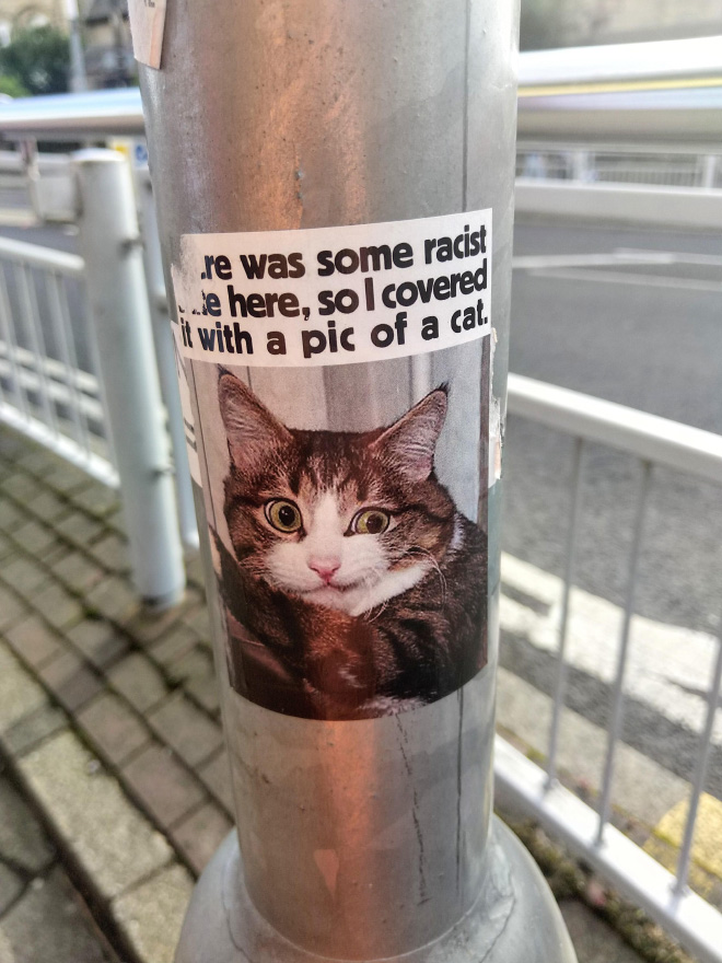 Brilliant cat sticker.