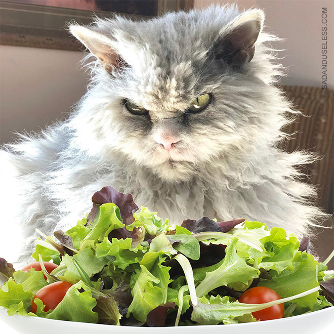 Salad? How dare you?!