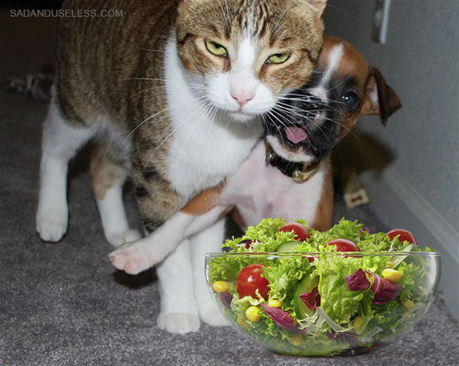 Salad really pisses him off.