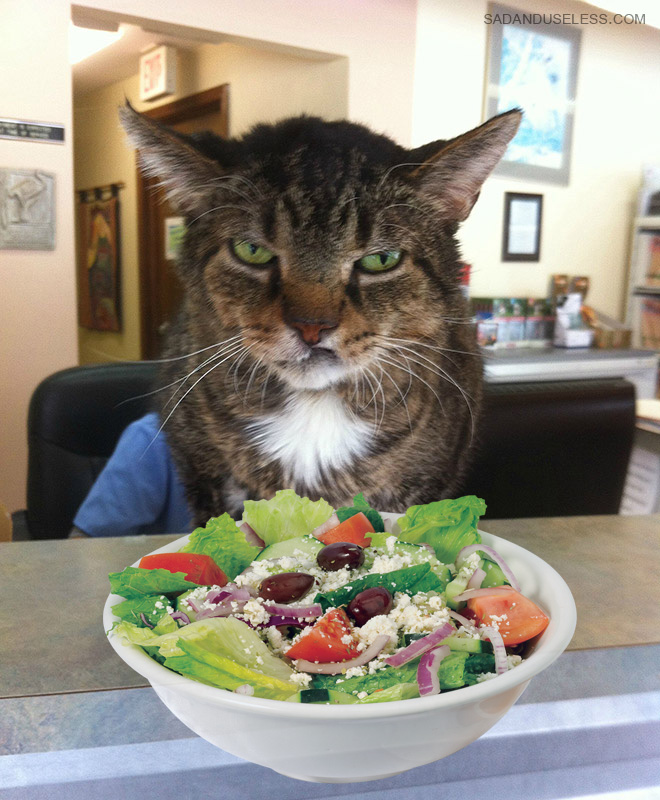 This cat hates salad.