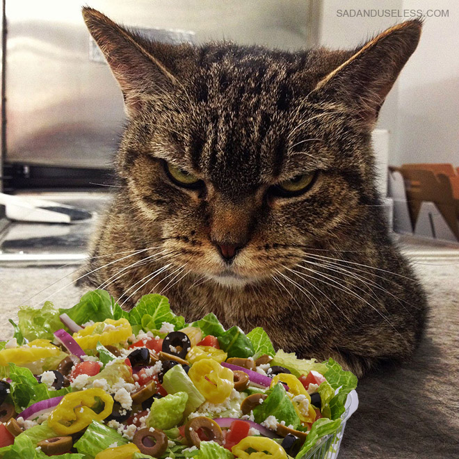 He hates you and he hates salad.