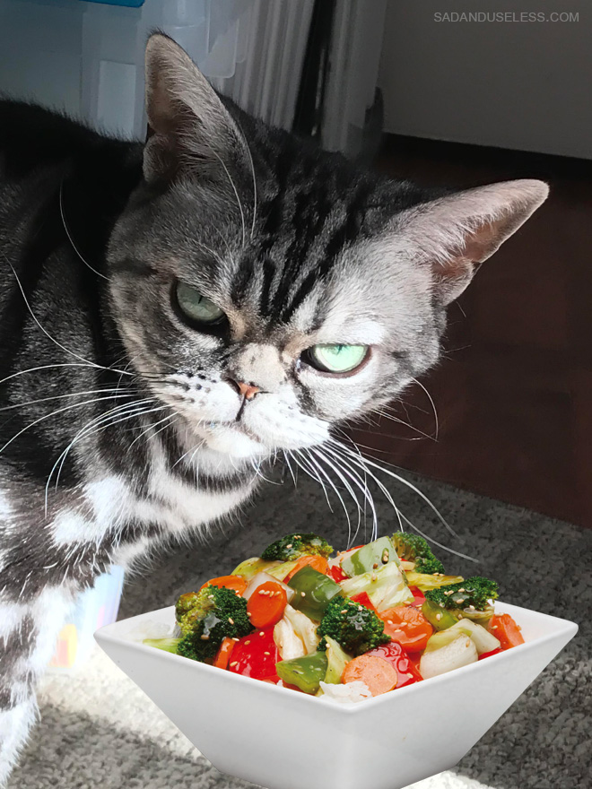 Cat vs. salad.