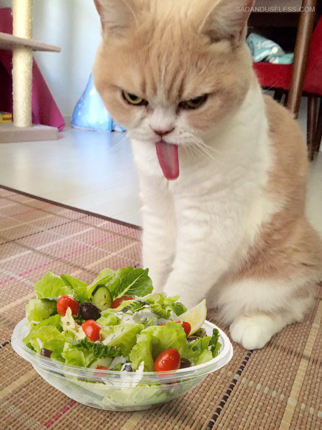 The Reaction You Get When Offering Cats Salad…