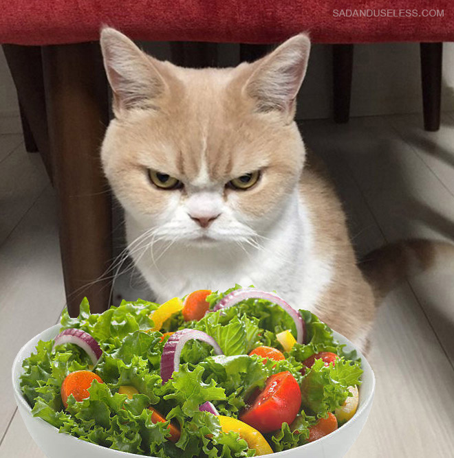 Cats hate salad.