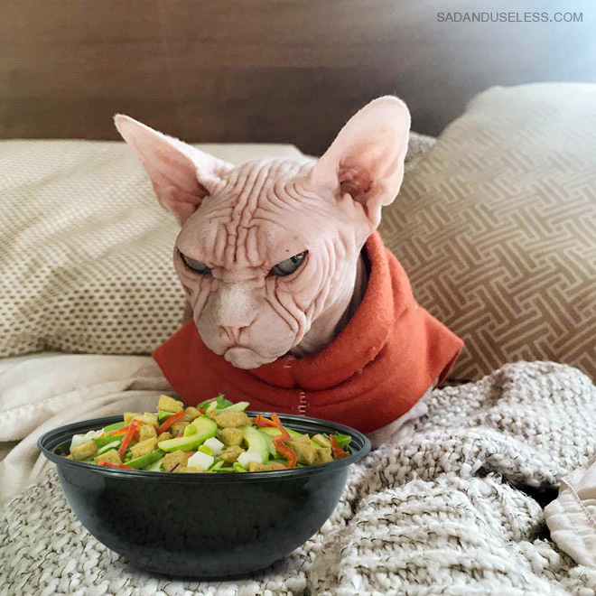 Cats despise salad.