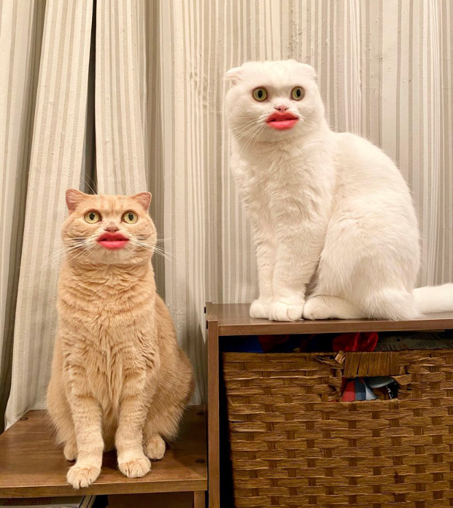 Cats with human mouths look terrifying.