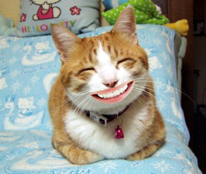 Smiling cat.