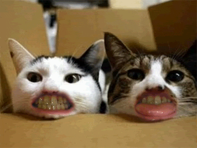 Cats with human mouths look terrifying.