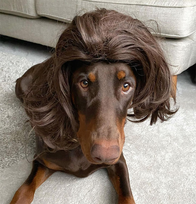 Dog in a wig.