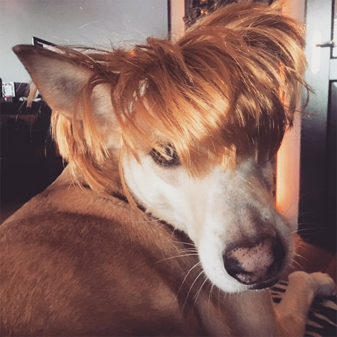 Dog in a wig.