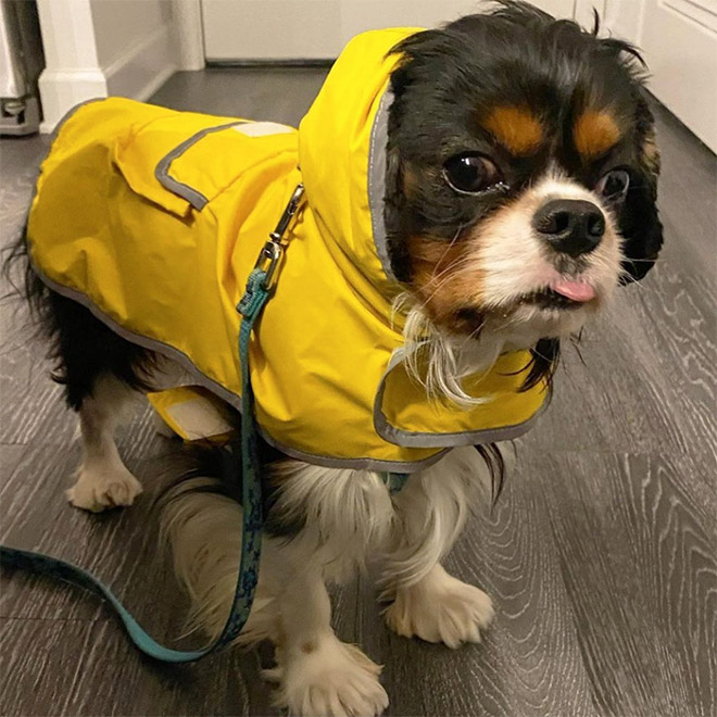 Dog wearing a raincoat.