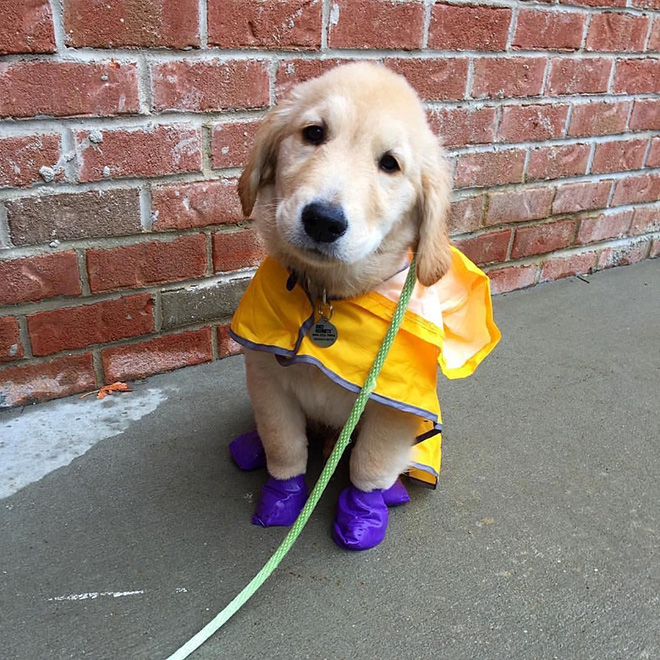 Dog wearing a raincoat.