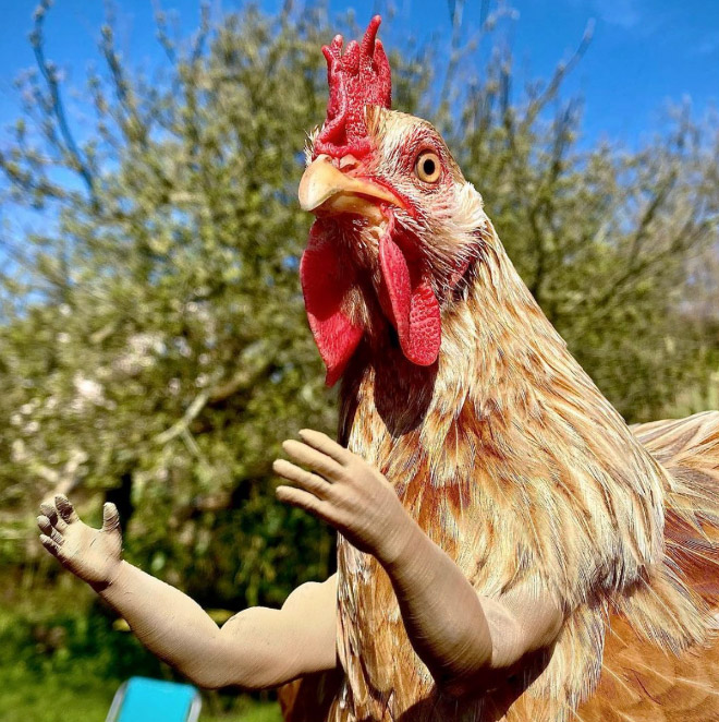 Human arms for chicken. Why not?
