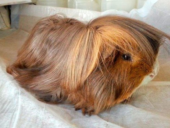Guinea pig with bangs.
