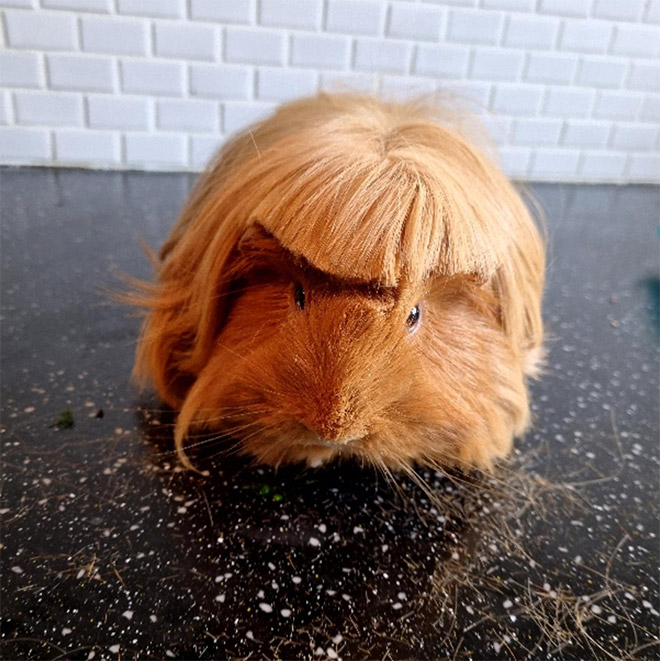 Guinea pig with bangs.