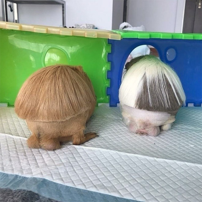 Guinea pigs with bangs.