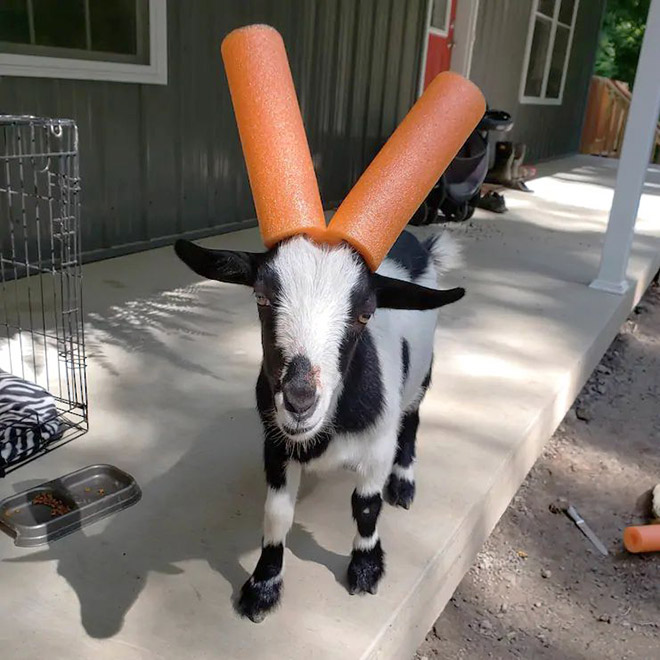 Wearing pool noodles on horns for everyone's safety.