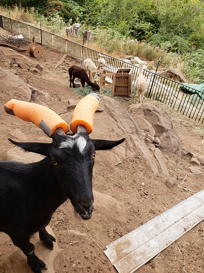Wearing pool noodles on horns for everyone's safety.