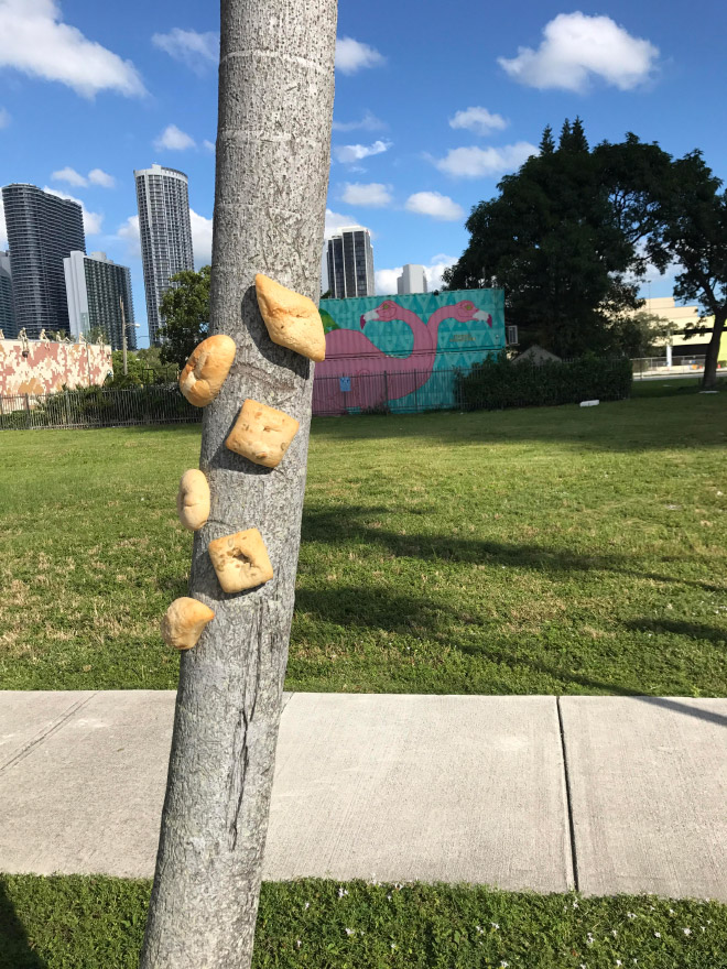 Bread stapled to a tree.