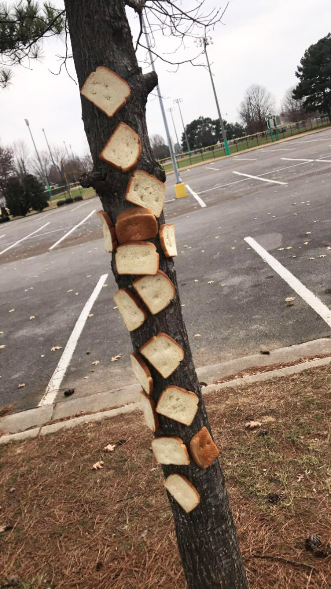 Bread stapled to a tree.