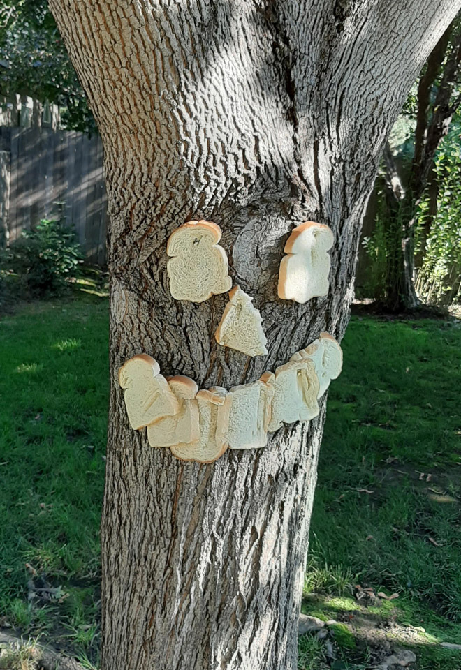 Bread stapled to a tree.