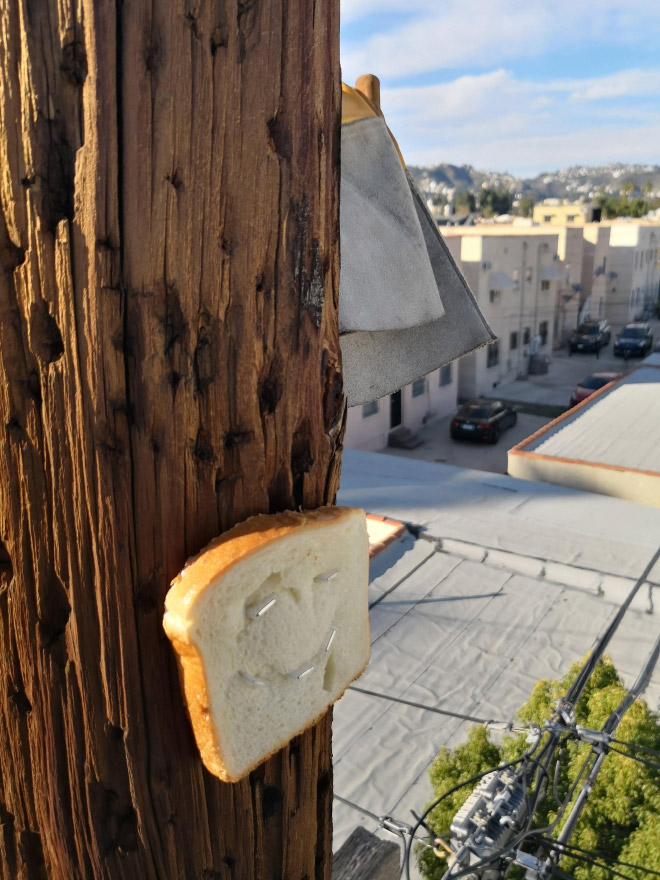 Bread stapled to a tree.