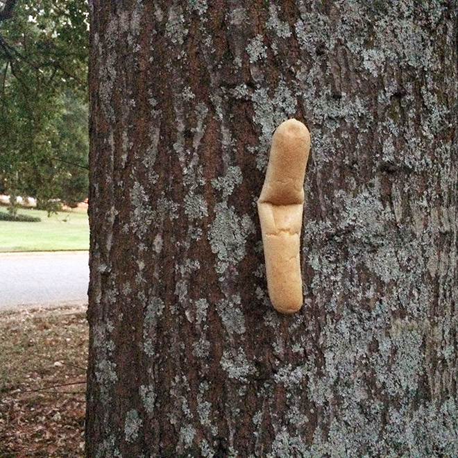 Bread stapled to a tree.